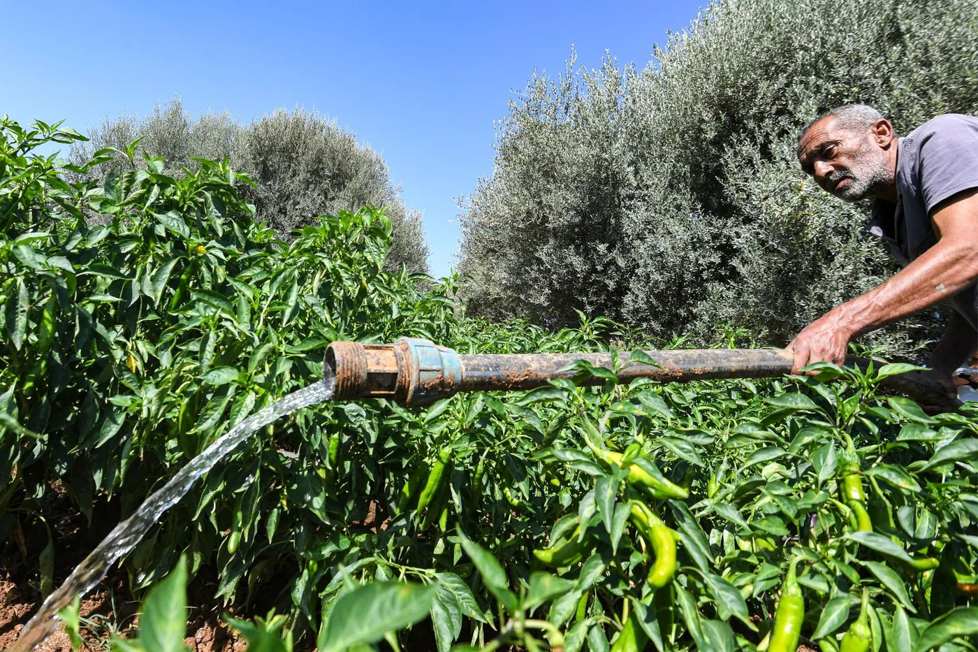 Aerial view of a market garden under irrigation beside mature olive trees