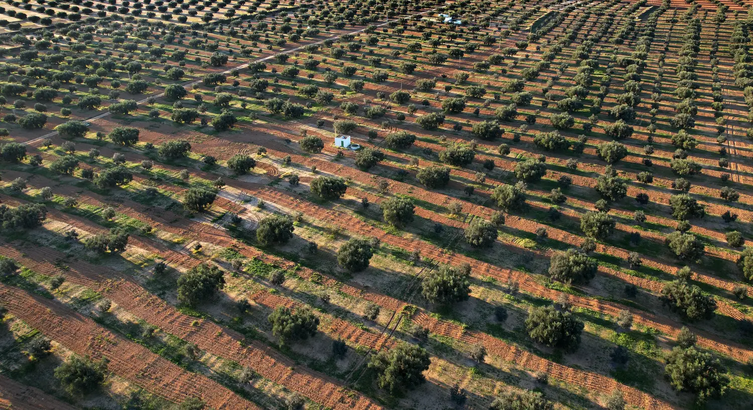 Aerial view of irrigated olive groves in regular rows across red North African soil